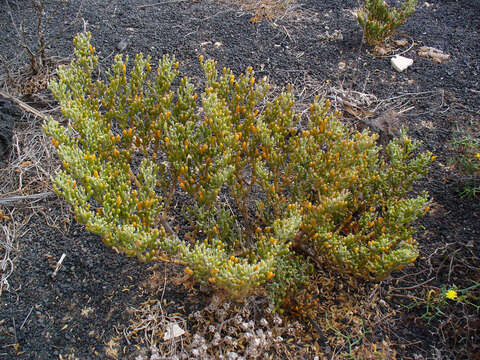 Image of Tetraena fontanesii (Webb & Berthel.) Beier & Thulin