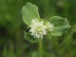 Image of pearly globe amaranth