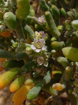 Image of Tetraena fontanesii (Webb & Berthel.) Beier & Thulin