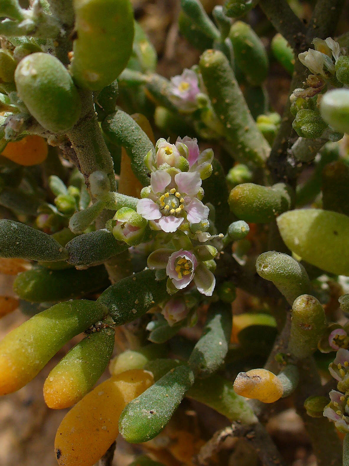 Image de Tetraena fontanesii (Webb & Berthel.) Beier & Thulin