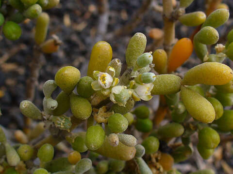 Image of Tetraena fontanesii (Webb & Berthel.) Beier & Thulin