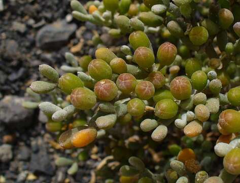 Plancia ëd Tetraena fontanesii (Webb & Berthel.) Beier & Thulin