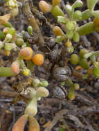 Image de Tetraena fontanesii (Webb & Berthel.) Beier & Thulin