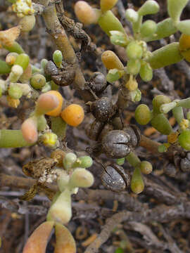 Image of Tetraena fontanesii (Webb & Berthel.) Beier & Thulin