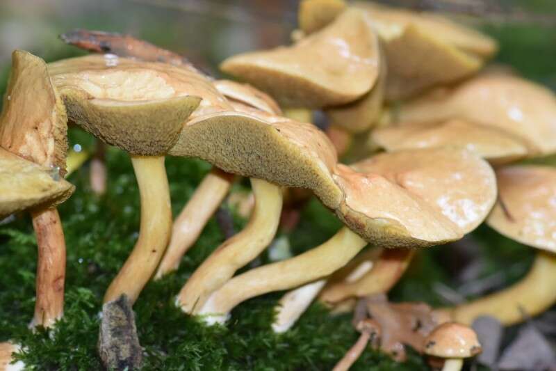 Image of Suillus bovinus (L.) Roussel 1796