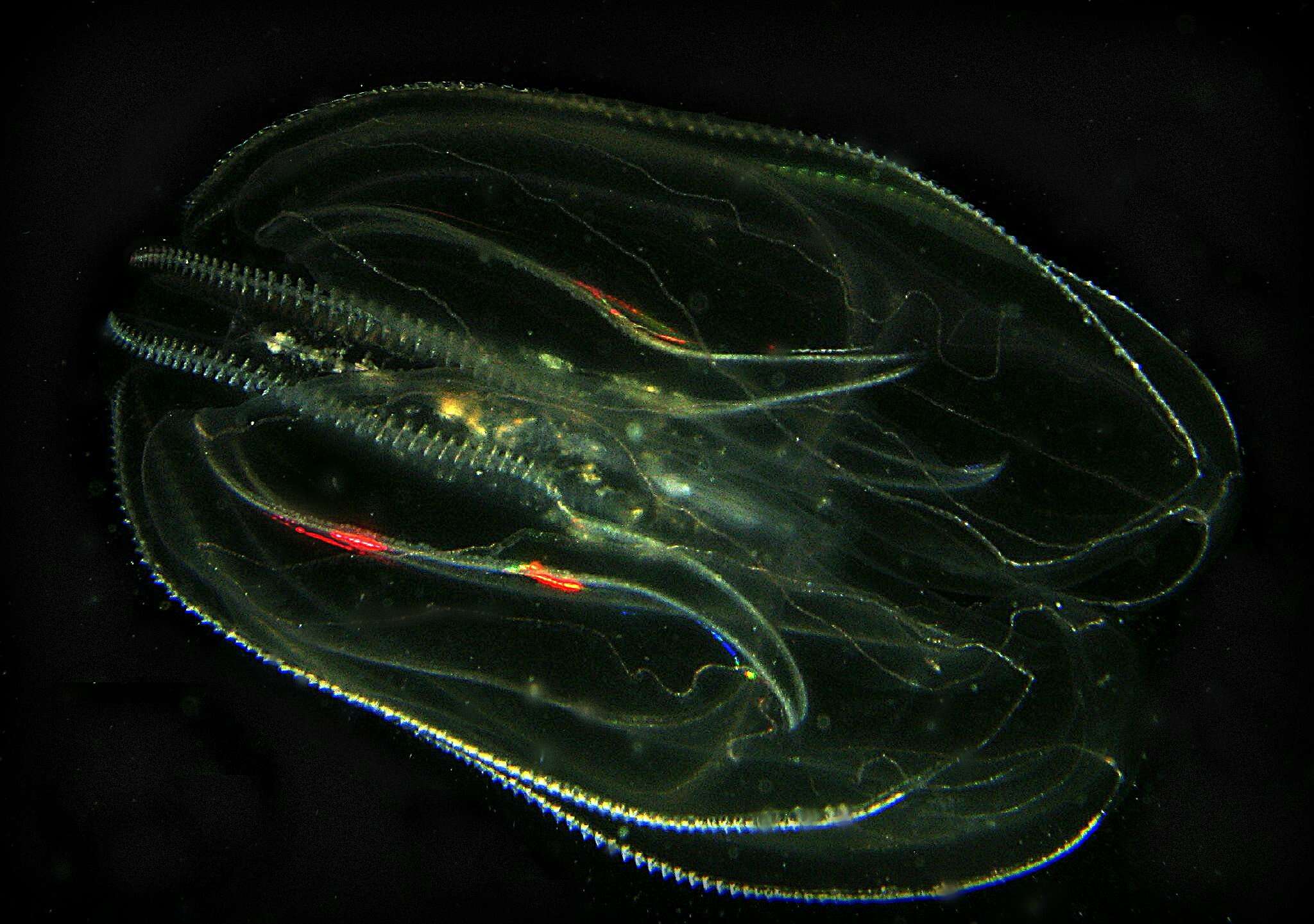 Image of comb jelly