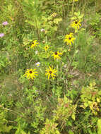 Image of blackeyed Susan