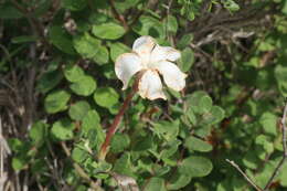 Image of plateau rocktrumpet