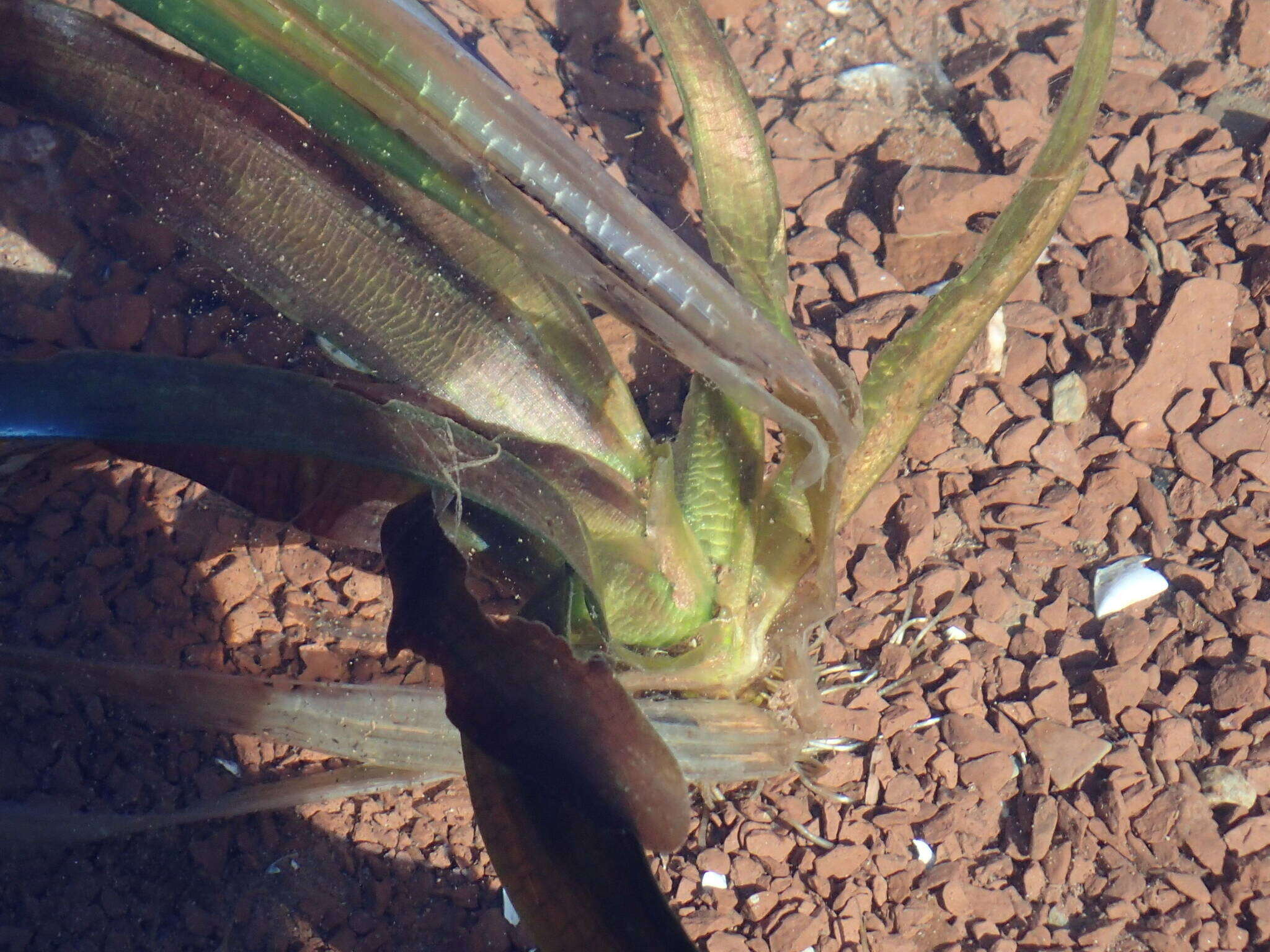 Image of Vallisneria australis S. W. L. Jacobs & Les