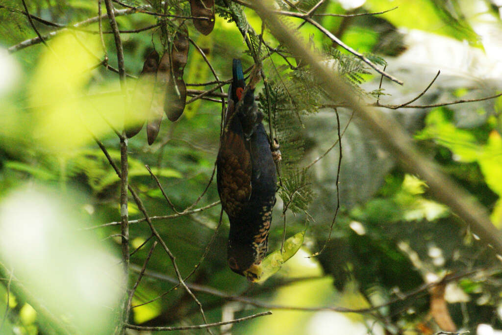 Image of Bronze-winged Parrot