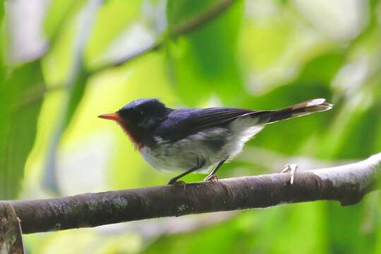 Image of Chestnut-throated Flycatcher