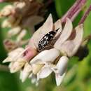 Hoshihananomia octopunctata (Fabricius 1775)的圖片