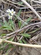 Image of Braya humilis subsp. humilis