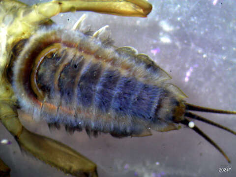 Image of Western Green Drake (mayfly)