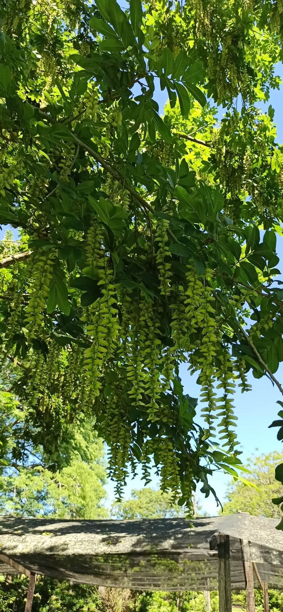 Imagem de Pterocarya pterocarpa (Michx.) Kunth ex I. Iljinsk.