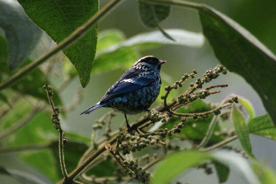 Image of Beryl-spangled Tanager