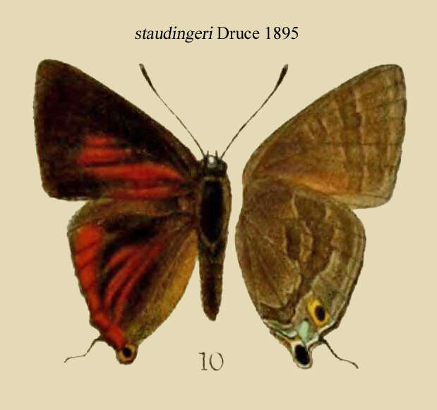 Image of Deudorix staudingeri Druce 1890