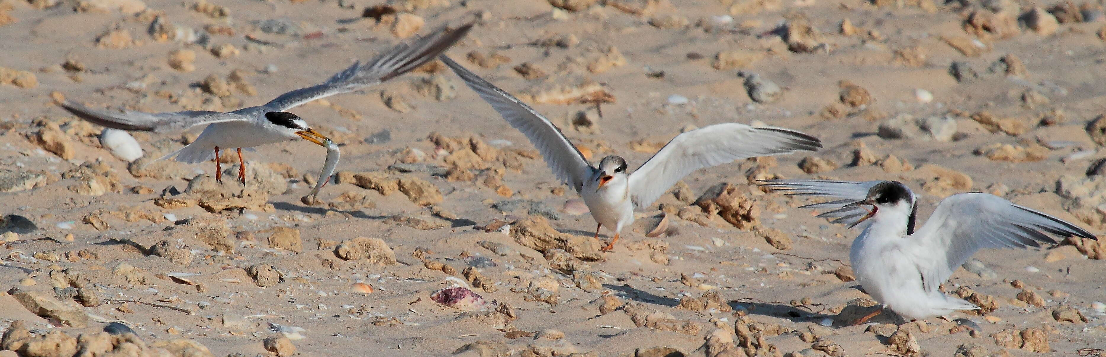 Image of Little Tern