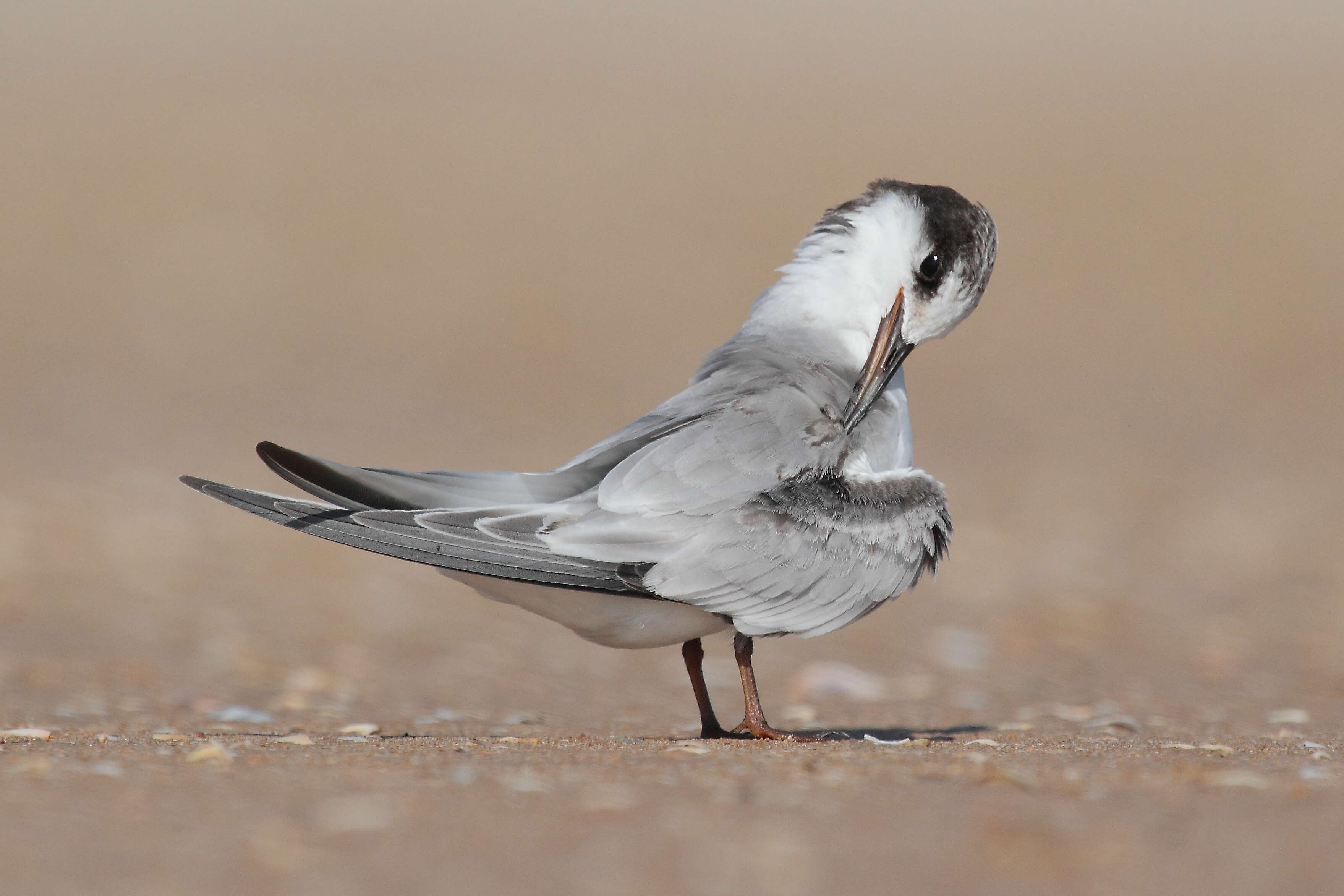 Image of Little Tern