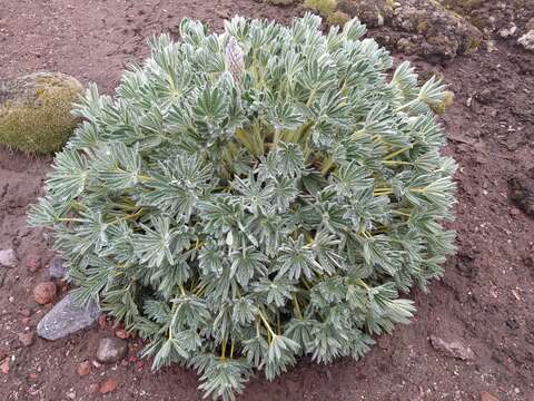 Image of Lupinus alopecuroides Desr.