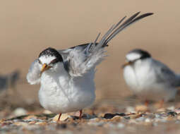 Image of Little Tern