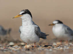 Image of Little Tern