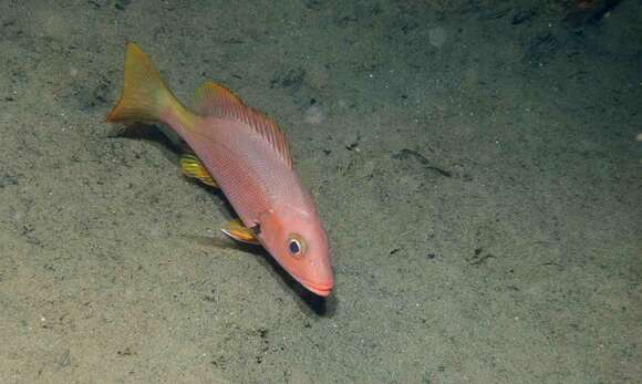 Image of Black Spot Snapper