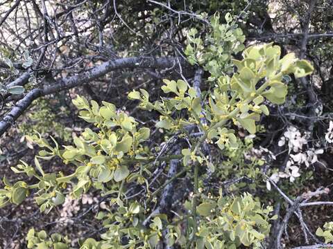 Image of Cory's mistletoe