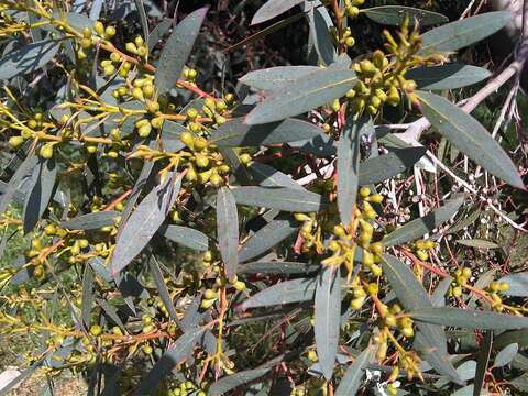 Image of White gum