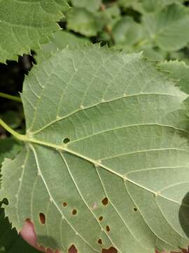 Image of Tilia croizatii Chun & H. D. Wong