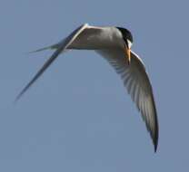 Image of Little Tern