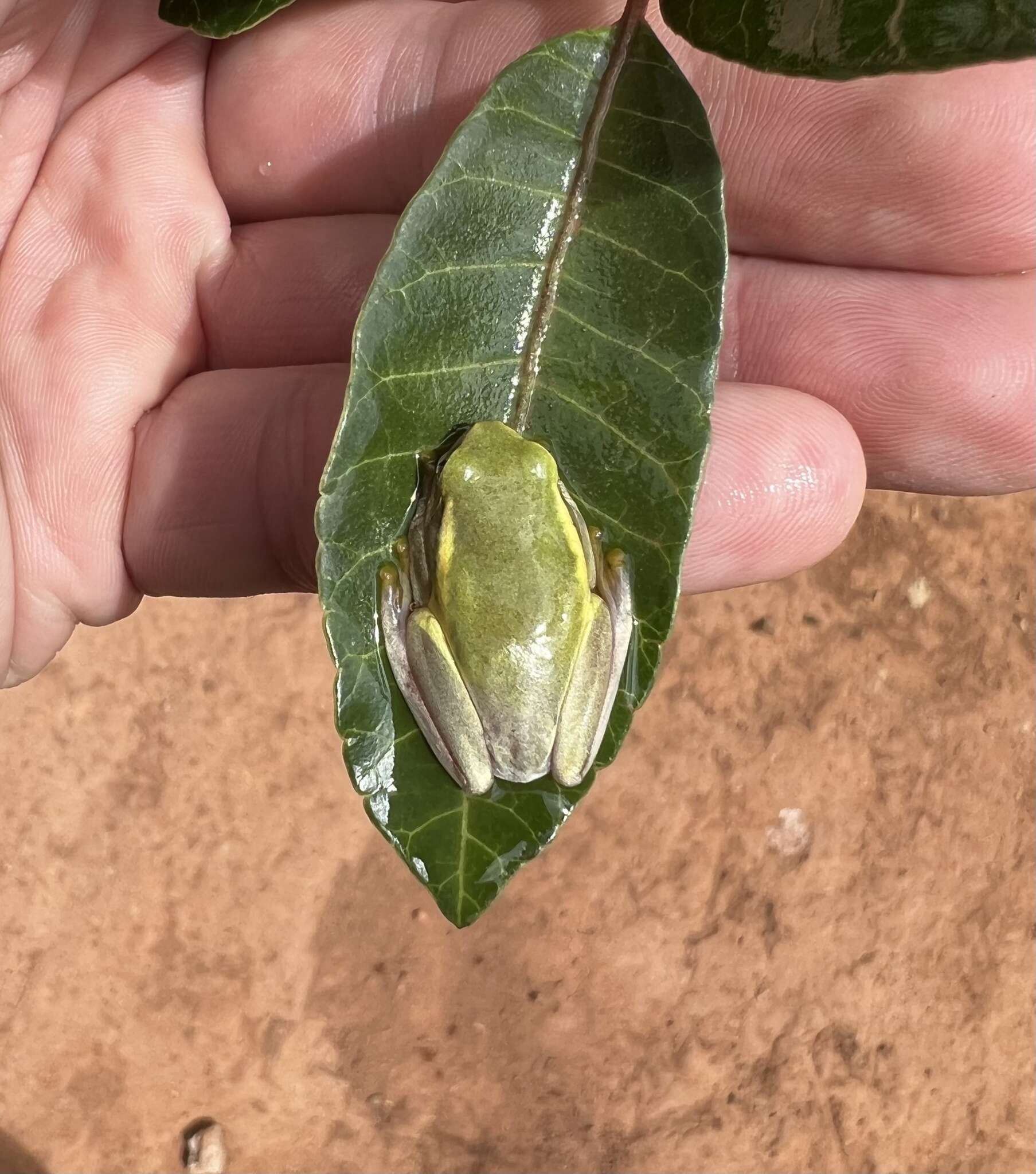 Image of Betsileo Reed Frog