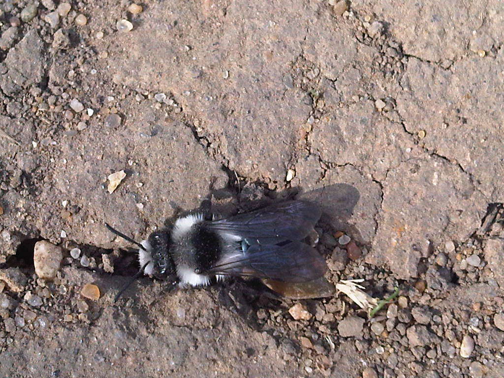 Image of Ashy Mining Bee