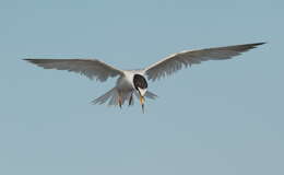 Image of Little Tern