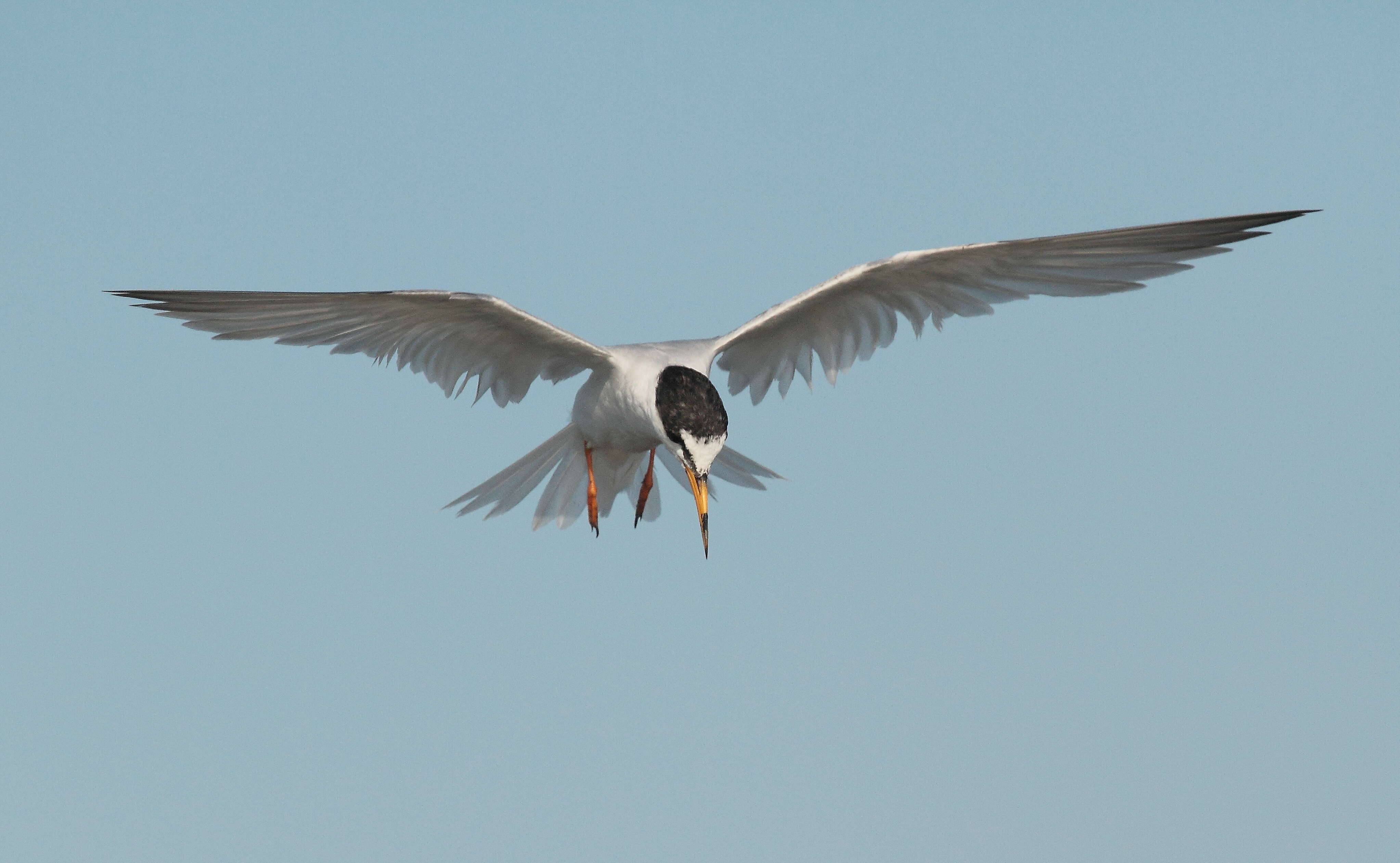 Image of Little Tern