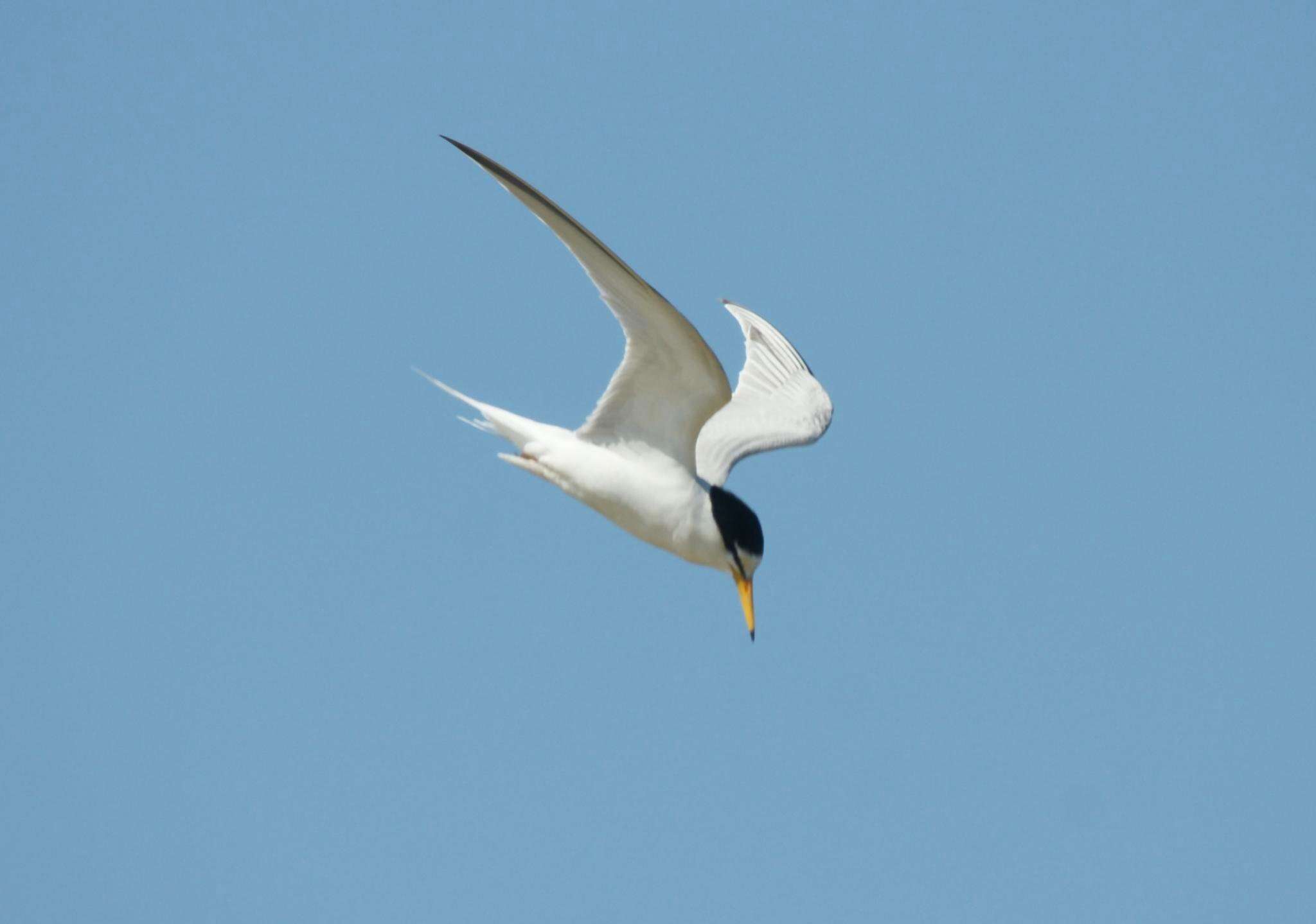 Image of Little Tern