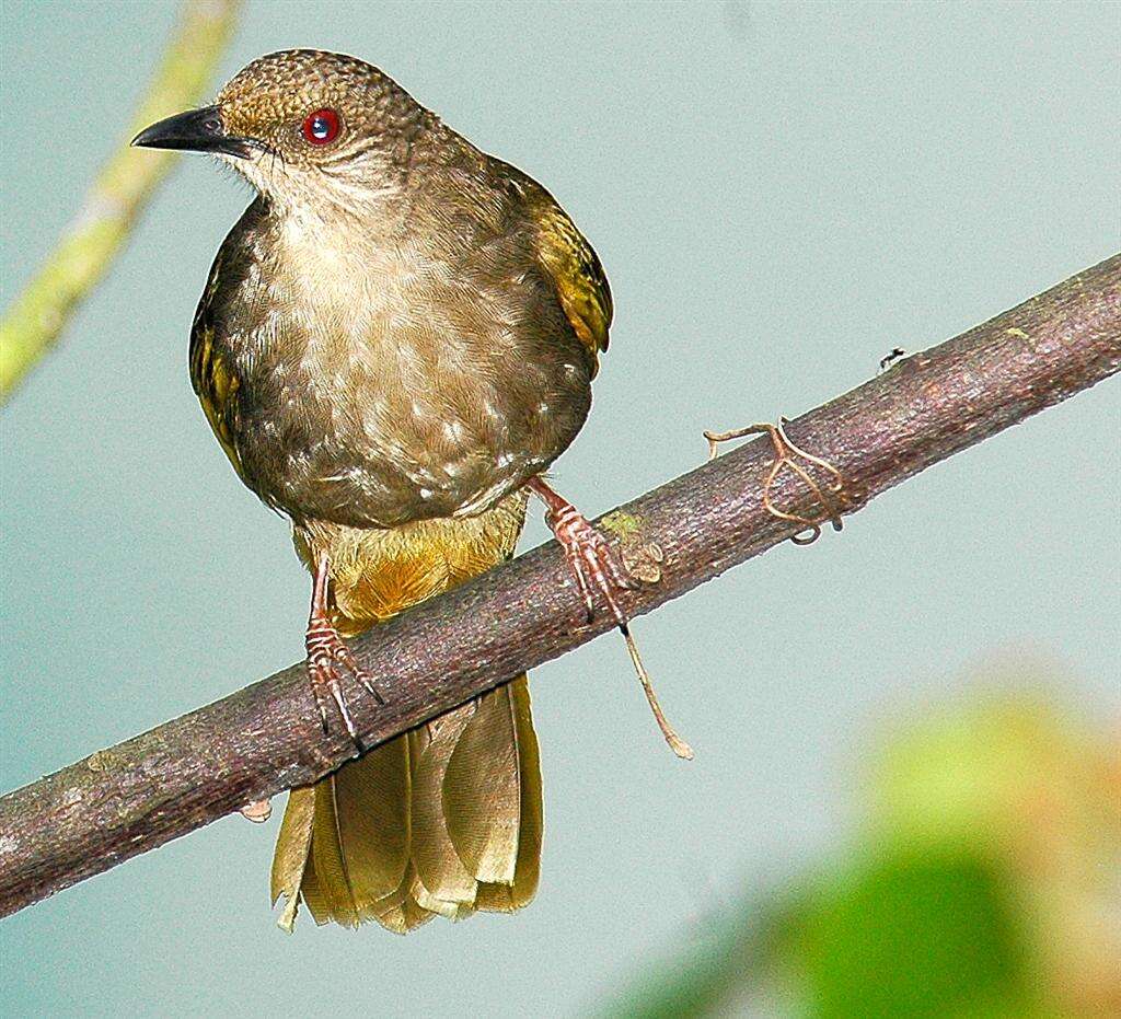 Image of Olive-winged Bulbul