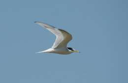 Image of Little Tern