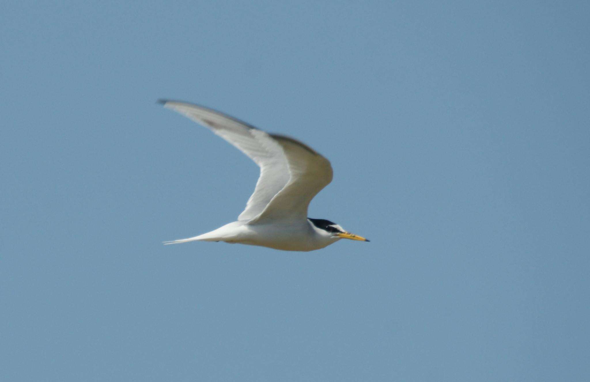 Image of Little Tern