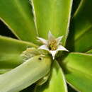 Image of <i>Neoschmidia pallida</i>