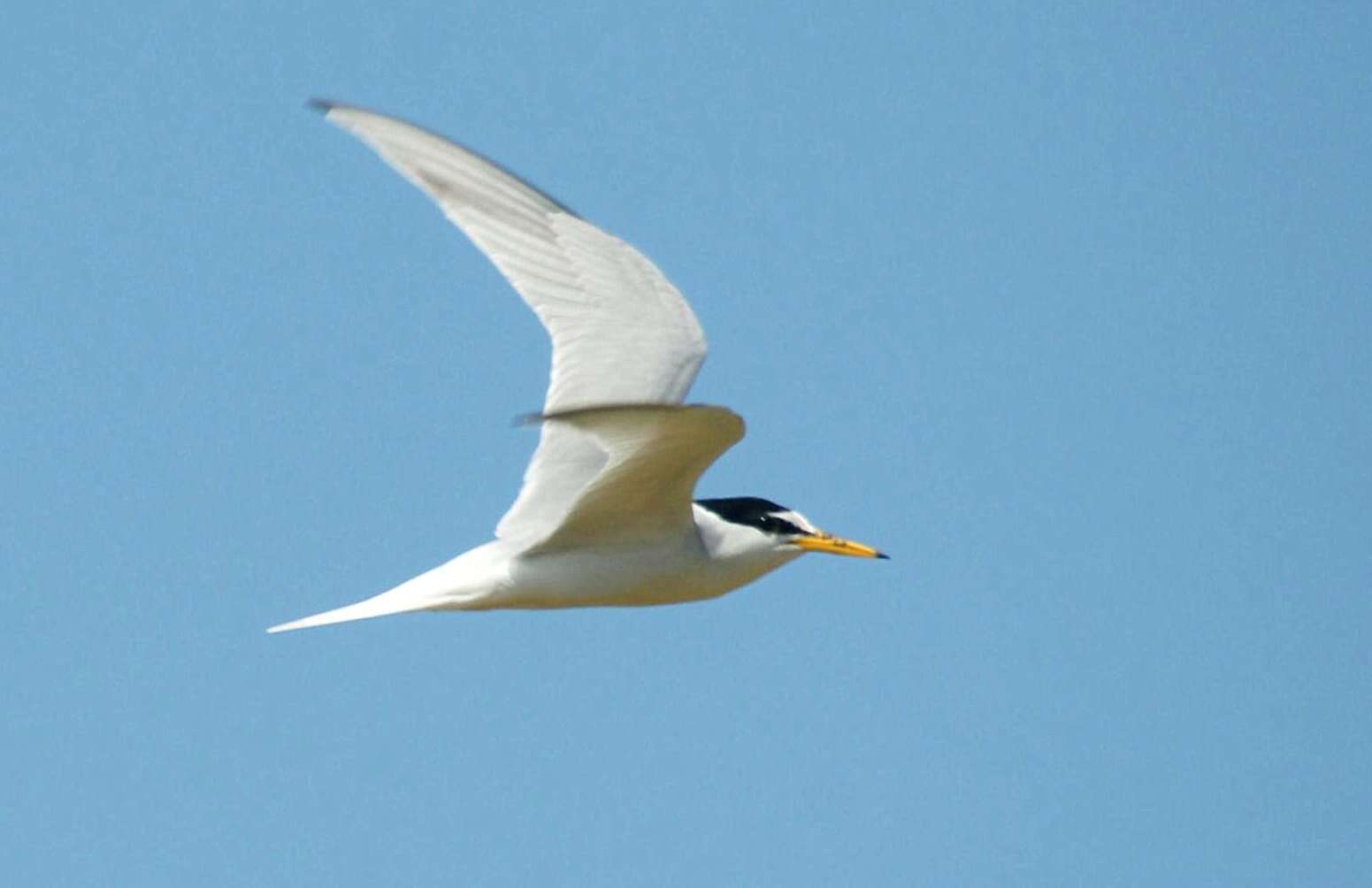 Image of Little Tern