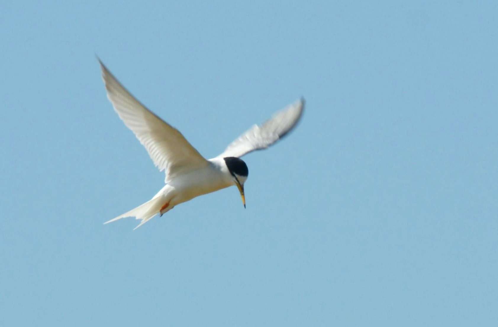 Image of Little Tern