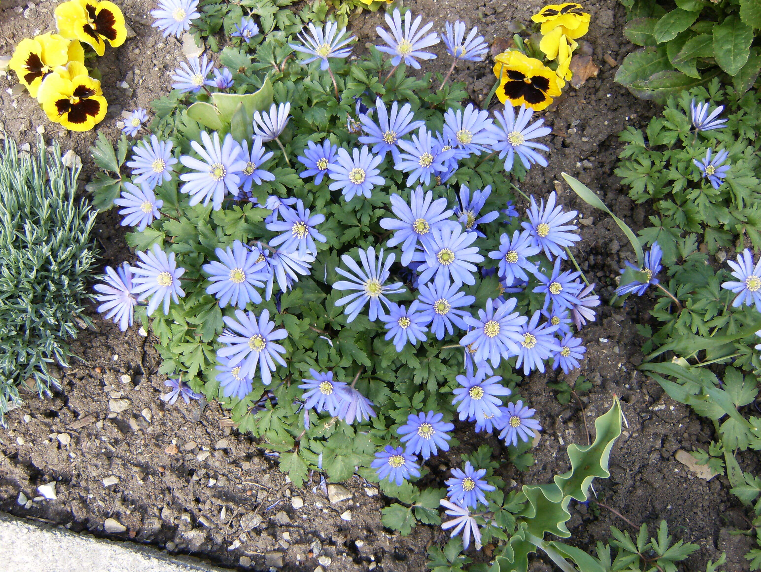 Image of Balkan Anemone