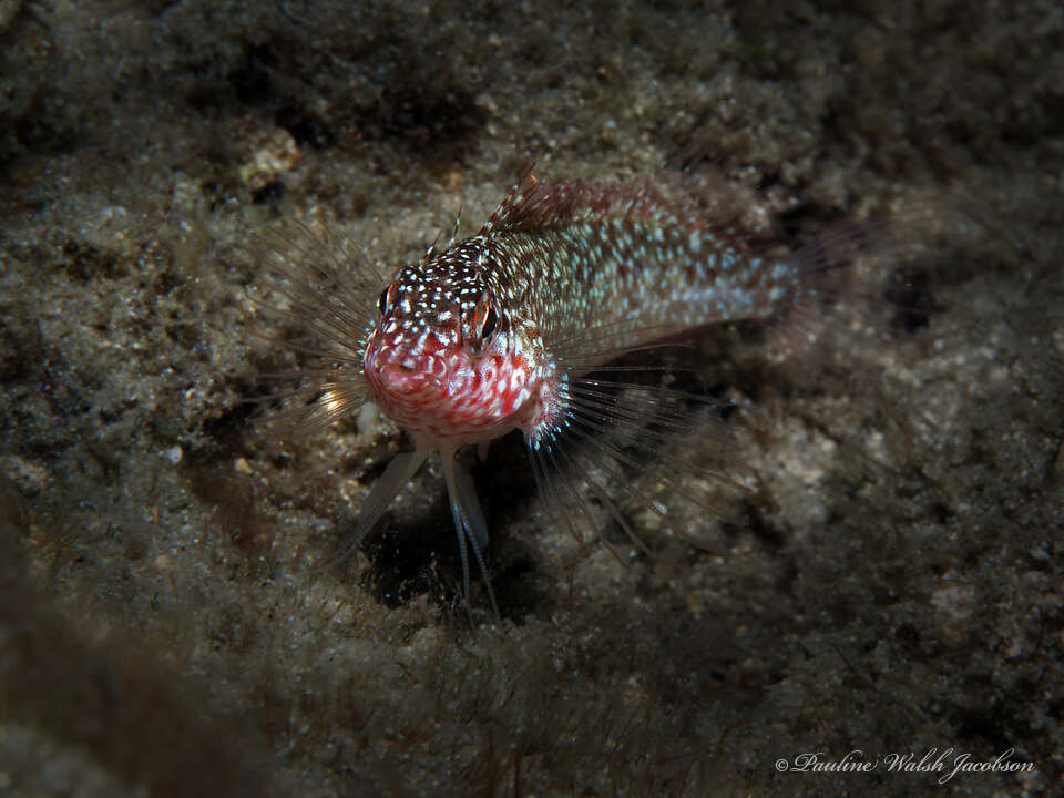 Image of Rosy Blenny