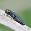 Image of European Oak Borer