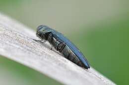 Image of European Oak Borer