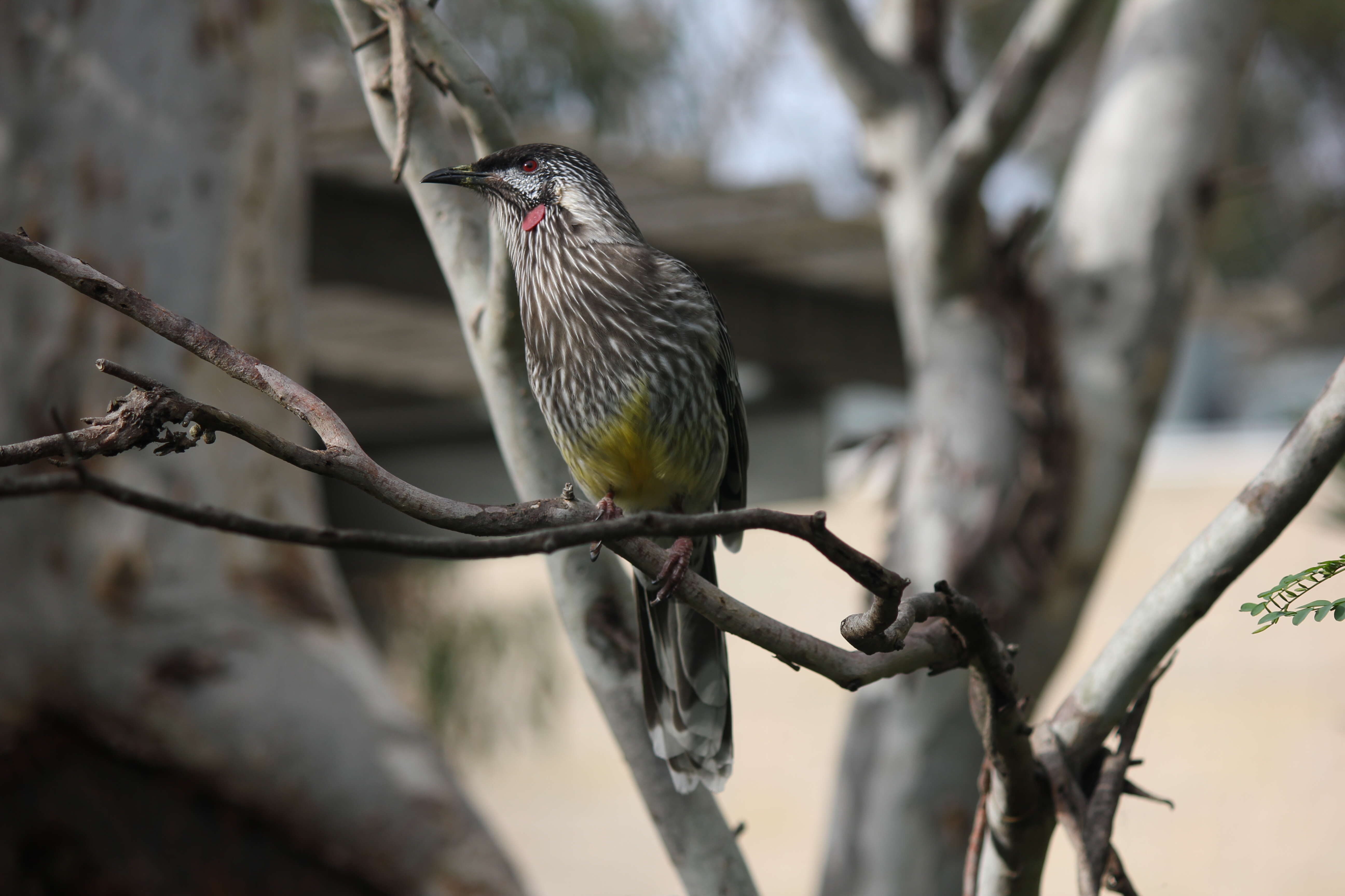 Image of Red Wattlebird