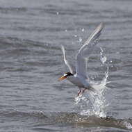 Image of Little Tern