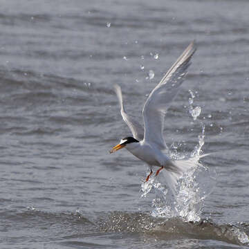 Image of Little Tern