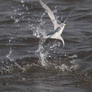 Image of Little Tern